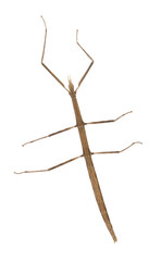 Phasme europ&eacute;en marron	