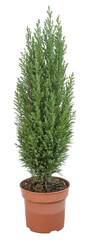 Cupressus chamaecyparis en pot