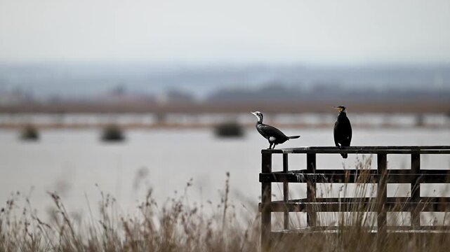 Cormorants sitting on a pier