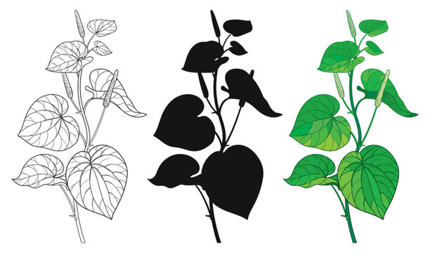 Set of outline Kava kava (Piper methysticum) bunch with leaves in black and green isolated on white background.