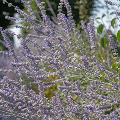 Gros plan des fleurs de Perovskia	
