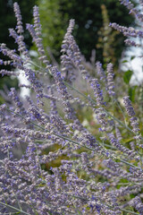 Gros plan des fleurs de Perovskia	