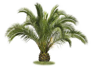 Palmier des Canaries Phoenix canariensis	