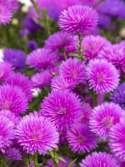 Fleurs d'aster rose en gros plan	