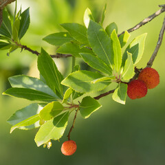 Fruit de l'Arbousier	