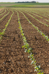 Plantation de choux fourrager dans un champ