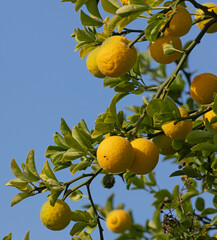 Fruits du Poncirus trifoliata