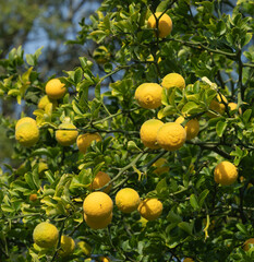 Fruits du Poncirus trifoliata