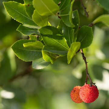 Fruit de l'Arbousier	