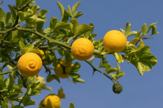 Fruits du Poncirus trifoliata