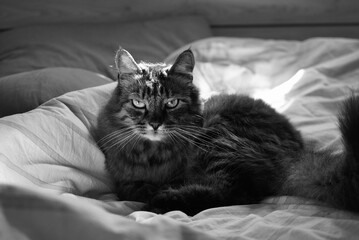 cat lying on the bed © OKSANA