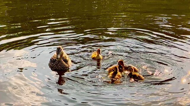Duck mom and Family With ducklings Young Chicks Swimming in a Pond