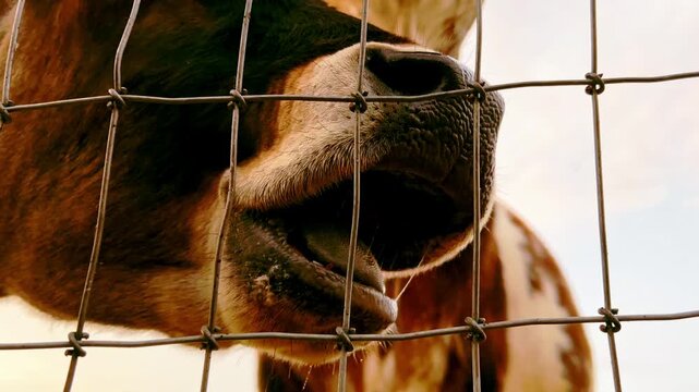 Two brown farm cows  eating by a fence close up