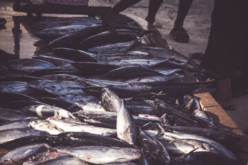 Fresh Tuna Fish at Seafood Market