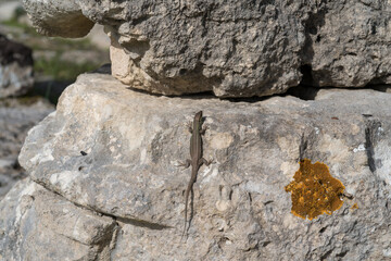 Fototapeta premium Lizard on ancient ruins of Olympia, Greece