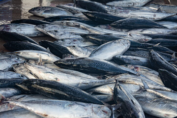 Fresh Tuna Fish at Seafood Market