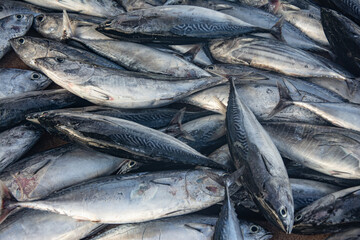 Obraz premium Fresh Tuna Fish at Seafood Market