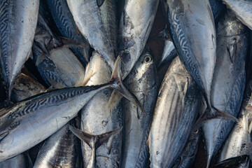 Obraz premium Fresh Tuna Fish at Seafood Market
