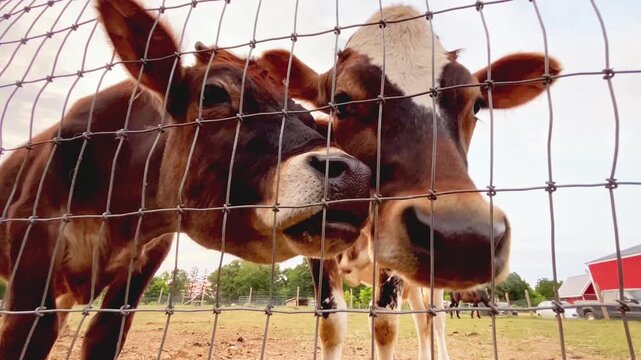 Two brown farm cows  eating by a fence