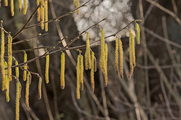 sunny green male hazel catkins on a branch - corylus