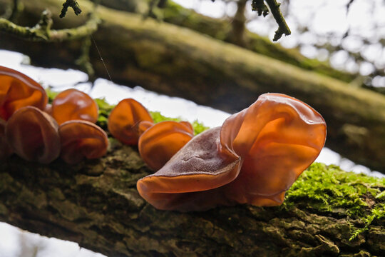 closeup of jelly ear mushrooms on a tree trunk, selective focus . auricula judae