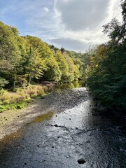 Fototapeta premium Shallow woodland creek winding through a forest in early autumn, with golden and green foliage reflecting on calm water and a rocky streambed beneath soft daylight in nature scene.