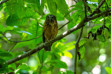 Ninox ochracea - Western Papua humid forests