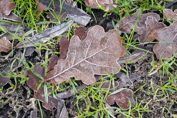 Frozen brown oak leaf in the grass on a cold icy winter day ,overhead view