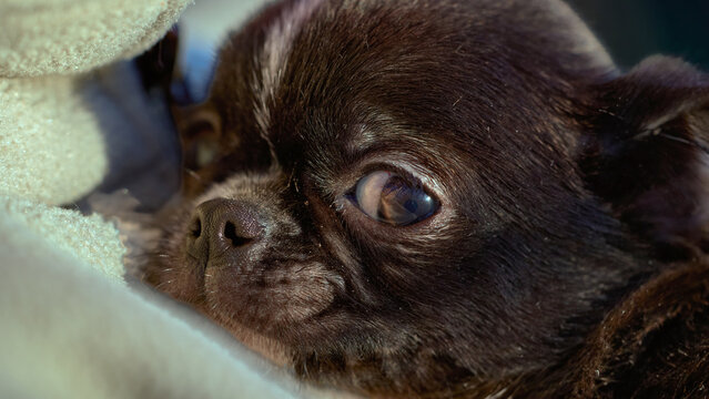 Cute chihuahua puppy with expressive eyes onthe owner hands