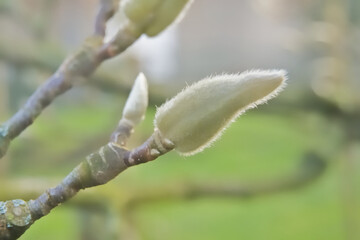 Closeup of the light green sprouting leaf bud of a lily tree, selective focus with bokeh background - magnolia denudata 