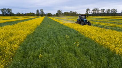 mowing rapeseed tractor aerial photography with a drone © Polivan