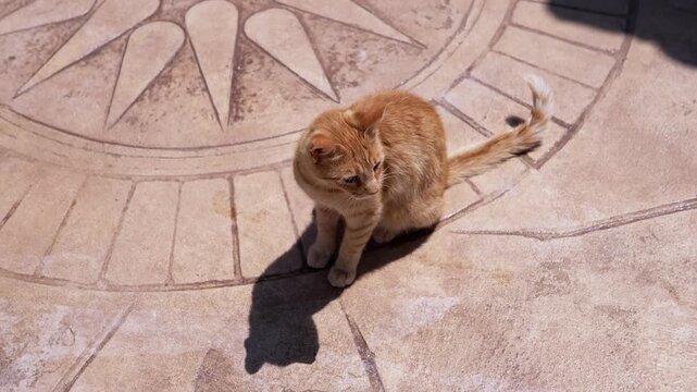 Charming Ginger Cat is Comfortably Sitting on a Stone Floor While Enjoying the Sunlight. Homeless fluffy ginger cat is peacefully resting on a beautifully patterned stone surface under warm sunlight.