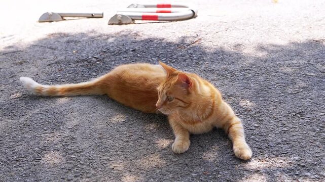 A Relaxed Ginger Cat Lies Comfortably on Gravel in Shade. Serene Moment in Nature. Orange homeless cat is lounging on some warm asphalt, fully embodying relaxation and tranquility. Copy space. Pets.