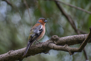Common Chaffinch on a branch