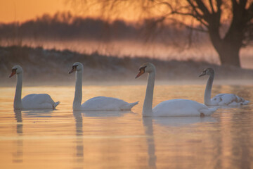 Fototapeta premium swans on the lake