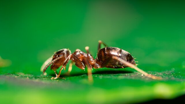Extreme macro of a worker ant on a bright green leaf - nature photography 