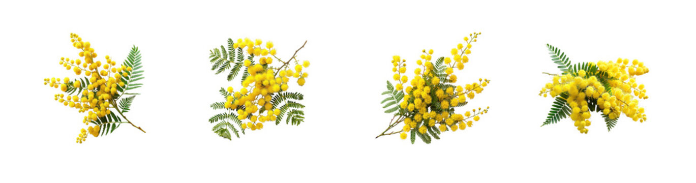 Delicate mimosa flowers and fern fronds, vibrant yellow blossoms on branches, spring's beauty isolated on transparent background