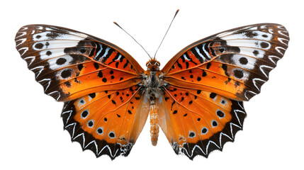 Fototapeta premium Vibrant orange butterfly with black and white details isolated on transparent background