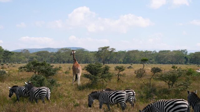Wild giraffe and herd of zebra grazing together in the vast grassy plains of africa savannah on sunny day. Wildlife coexisting in their natural habitat. Heat haze over savannah plain with acacia trees