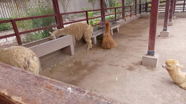 Lima, Peru - 2 December 2022. Llamas feeding on hay under a roofed shelter beside the adobe complex of Huaca Pucllana.