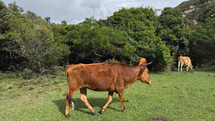 Brown cows walking and grazing in a green meadow with a lush forest in the background - Traditional free-range cattle farming