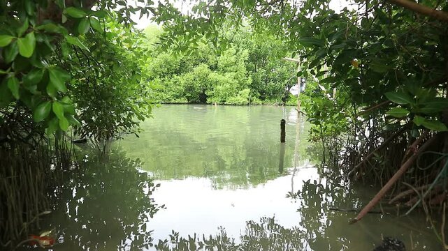 The atmosphere of the mangrove forest in Bedono Village, Demak, Central Java, a village area that is experiencing land subsidence and is starting to be submerged by sea water.