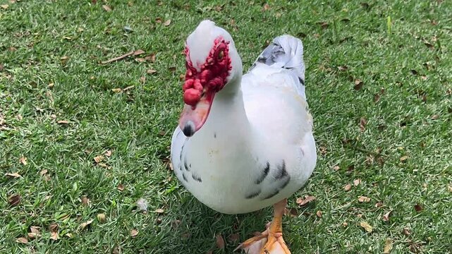 muscovy duck walking across green grass lawn with red facial caruncles and white feathers