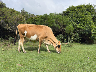 Side view of a brown and white cow grazing in a field of green grass in a rural landscape