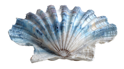 A large blue and white seashell isolated on transparent background with a unique texture and pattern