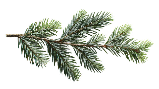 A sprig of evergreen pine tree branch with green needles isolated on transparent background for decoration and holiday seasonal use