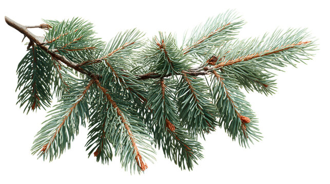 A branch of a pine tree with green needles on isolated on transparent background