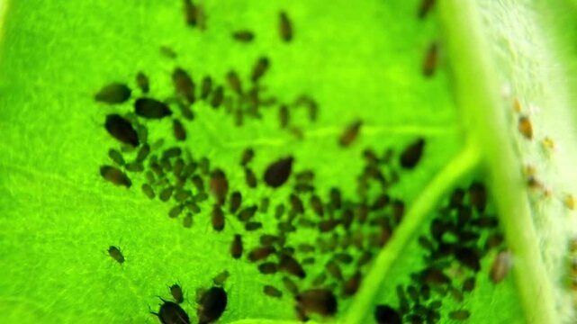 Aphids that feed on the underside of leaves to suck nectar, aphids on the inside of the leaf. Agricultural pest. Infected . Close up, Black pepper aphids infestation. Ants tending to aphids on plant.
