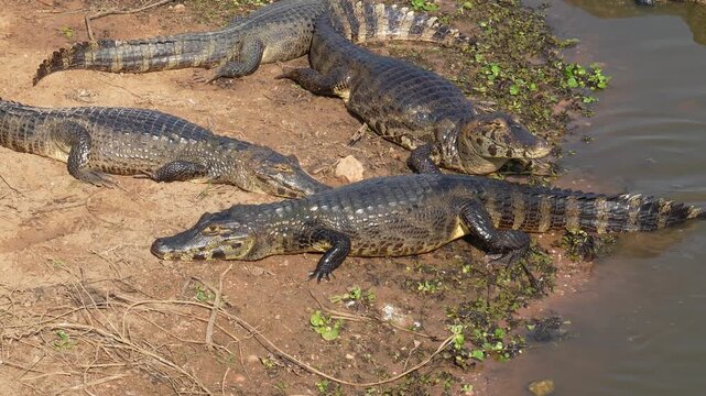 Group of yacare caimans soaking up the sun on the riverbank. One of the reptiles takes a quick dip in the water before rejoining its companions in their natural environment