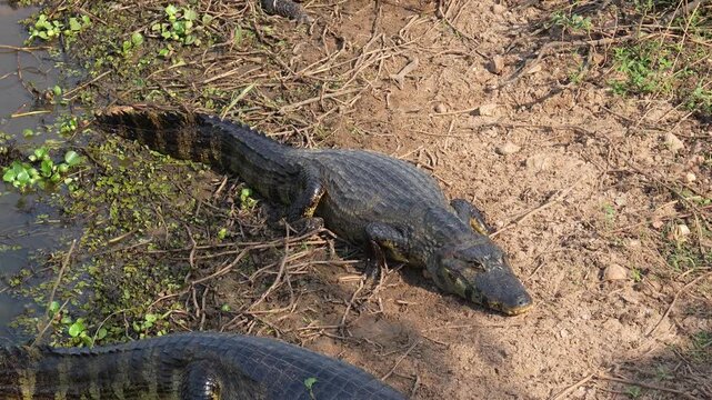 Yacare caiman, a species of crocodilian, walking from the water to the muddy riverbank in the pantanal wetland in south america